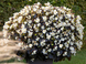 Бегонія Big f1 White Bronze Leaf Bigf1WhiteBronzeLeaf фото 1