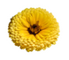 Календула Bon Bon Yellow pro-kalbonbonyel-1000 фото 3