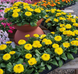 Календула Bon Bon Yellow pro-kalbonbonyel-1000 фото 1