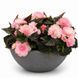 Бегония клубневая Nonstop Mocca F1 Light Pink Shades  pro-NonstopMoccaLightPinkSh-500 фото 1