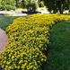 Віола Sorbet XP Yellow Blotch pro-SorbetXPYellowBlotch-1000 фото 3