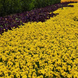Віола Sorbet XP Yellow Blotch pro-SorbetXPYellowBlotch-1000 фото 4