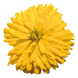 Календула Bon Bon Yellow pro-kalbonbonyel-1000 фото 2