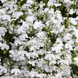 Лобелия Palace White PalaceWhite фото 1