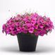 Петуния Easy Wave F1 Neon Rose pro-EasyWaveNeonRose-100 фото 1