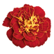 Тагетес Safari Red SafariRed фото 1