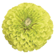 Циннія Benary's Giant Lime pro-Benary'sGiantLime-500 фото 2