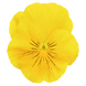 Виола Inspire DeluXXe F1 Yellow InspireDeluXXeYellow фото 2