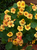 Настурція Ice Cream Sundae pro-NasturtiumIceCSundreamae-1000seed фото
