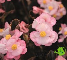 Бегонія Big F1 Soft Pink Bronze Leaf New2027 BigSoftPinkBronzeLeaf-5 фото