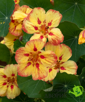 Настурция Ice Cream Sundae pro-NasturtiumIceCSundreamae-1000seed фото