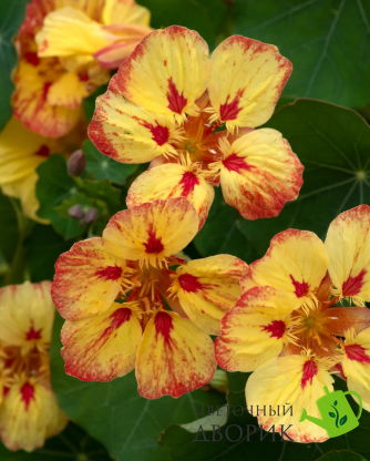 Настурция Ice Cream Sundae pro-NasturtiumIceCSundreamae-1000seed фото