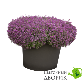 Алісум Wonderland Blue pro-aliwonblu-1000 фото