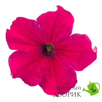 Петуния Success!360 F1 Deep Rose Success!360DeepRose фото