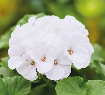 Пеларгонiя Apache White pro-ApacheWhite-1000 фото