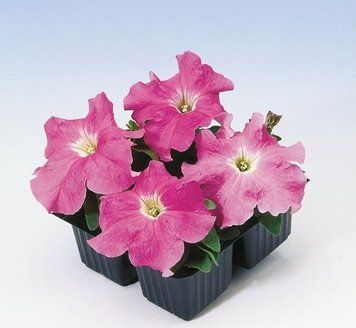 Петуния Tango F1 Rose pro-TangoF1Rose-1000dr фото