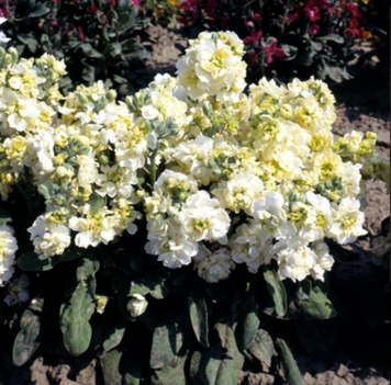 Маттиола Cinderella Yellow pro-CinderellaYellow-1000 фото