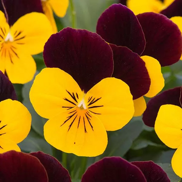 Віола Sorbet XP Yellow Burgundy Jump Up pro-SorbetXPYellowBurgundyJumpUp-1000 фото