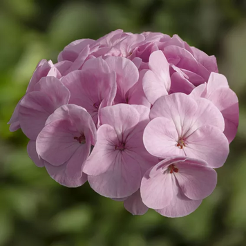 Пеларгонія BullsEye F1 Light Pink pro-pelbulf1ligpin-500 фото