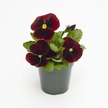 Вiола Inspire Plus F1 Red Blotch pro-InspirePlusRedBl-500 фото