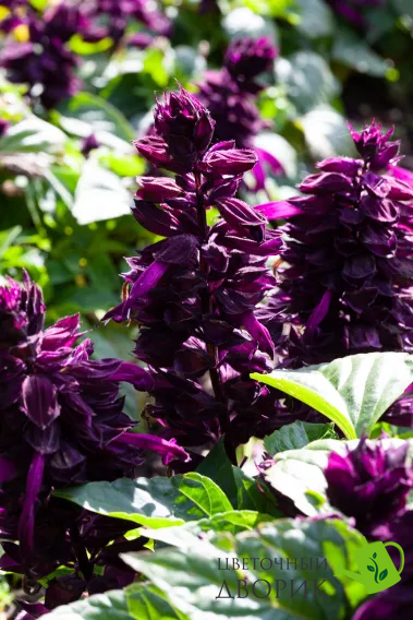 Сальвія Mojave Purple pro-MojavePurple-1000 фото