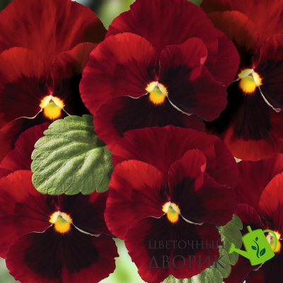 Вiола Inspire Plus F1 Red Blotch pro-InspirePlusRedBl-500 фото