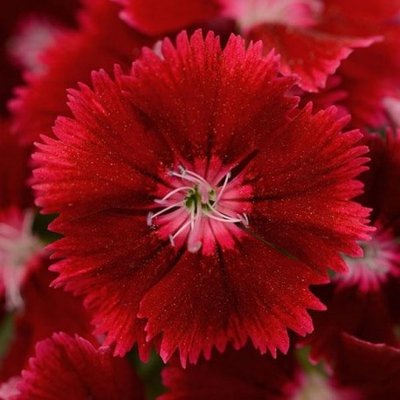Гвоздика Floral Lace Crimson pro-gvoflolaccri-1000 фото