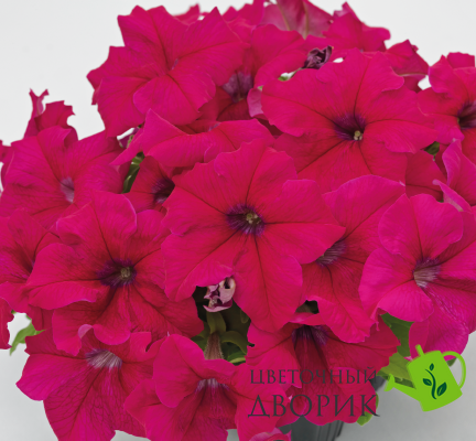Петуния Success!360 F1 Deep Rose Success!360DeepRose фото