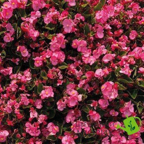 Бегонiя Super Cool Pink pro-begsupcoopin-1000 фото