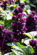 Сальвія Mojave Purple pro-MojavePurple-1000 фото 3