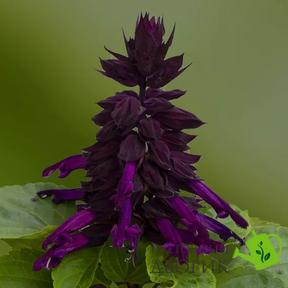 Сальвія Mojave Purple pro-MojavePurple-1000 фото