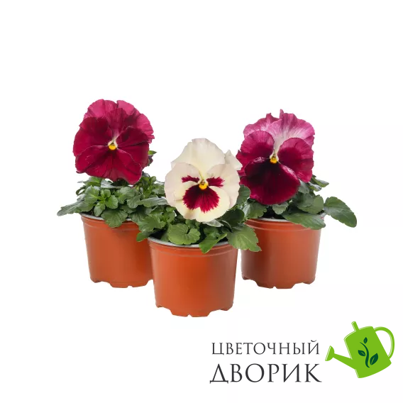 Віола Karma F1 Strawberry Cream pro-KarmaStrawberryCream-1000 фото