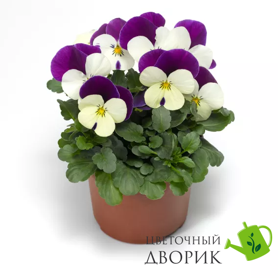 Вiола рогата Penny Pro F1 White with Purple Wing New2027 PennyProWhitewPurpleWing-10 фото