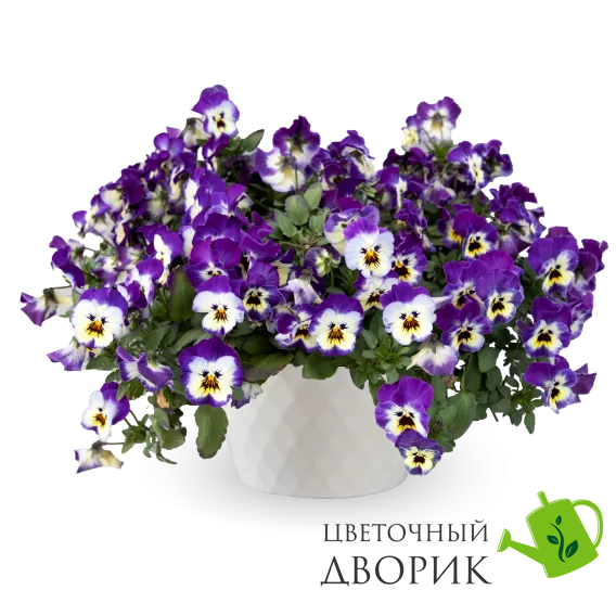 Віола Freefall XL F1 Blue Picotee Shades pro-FreefallXLBluePicoteeShades-1000seed фото