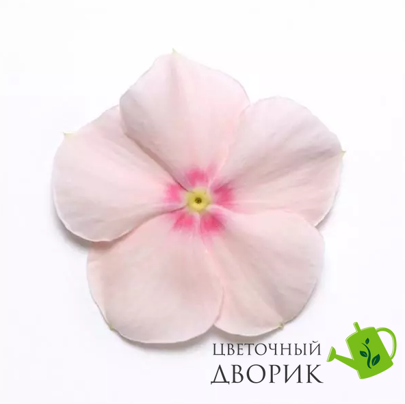 Винка Mediterranean XP Peach mediterraneanp-10 фото