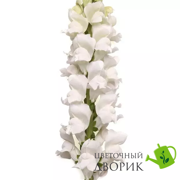 Ротики садові Monaco White Improved New2027 pro-MonacoIvoryWhiteImp-1000 фото