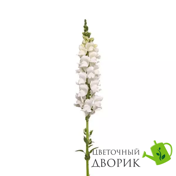 Ротики садові Monaco White Improved New2027 pro-MonacoIvoryWhiteImp-1000 фото