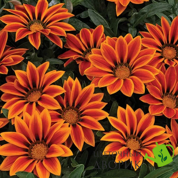 Газанiя Kiss F1 Orange Flame KissOrangeFlame фото