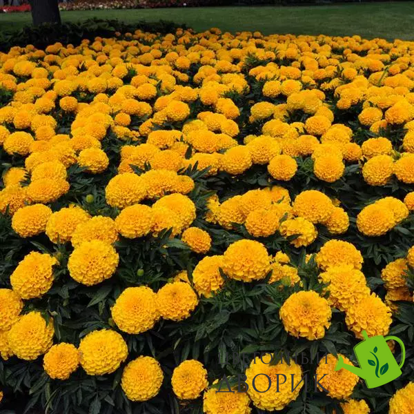 Тагетес Taishan F1 Gold TaishanGold фото