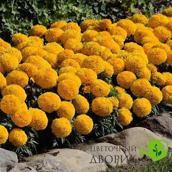 Тагетес Taishan F1 Gold TaishanGold фото