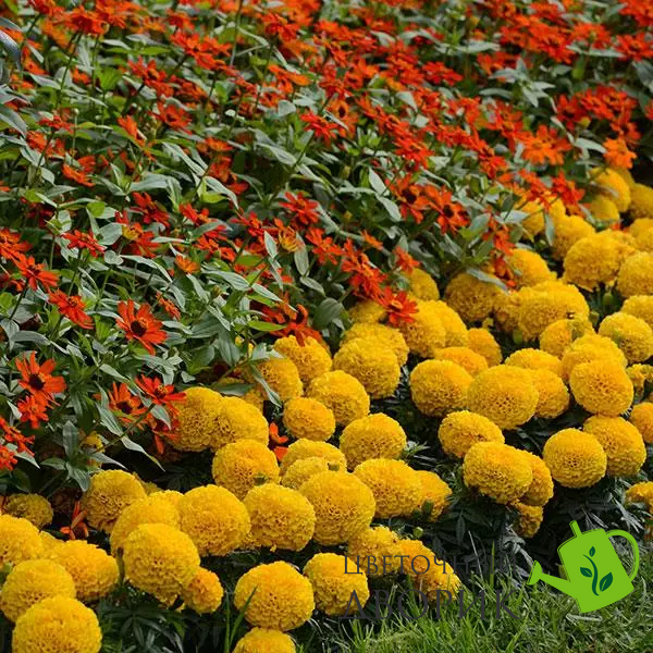 Тагетес Taishan F1 Gold TaishanGold фото