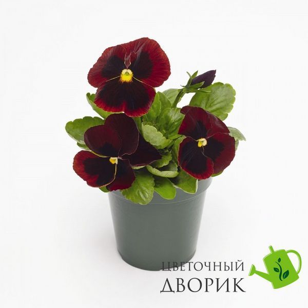 Вiола Inspire Plus F1 Red Blotch pro-InspirePlusRedBl-500 фото