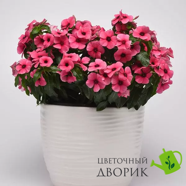 Вінка Tattoo Raspberry pro-vintatras-500 фото