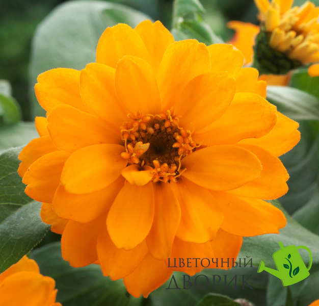 Цинія Belize Double F1 Orange  pro-BelizeDoubleOrange-1000 фото