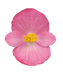 Бегония Sprint Plus F1 Rose SprintPlusRose фото 3