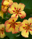 Настурция Ice Cream Sundae pro-NasturtiumIceCSundreamae-1000seed фото 3