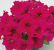 Петуния Success!360 F1 Deep Rose Success!360DeepRose фото 3