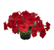 Петунія Success! TR F1 Red pro-petsuctrf1red-500 фото 1