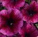 Петунiя Celebrity F1 Plum Ice pro-CelebrityPlumI-500dr фото 2