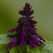 Сальвія Mojave Purple pro-MojavePurple-1000 фото 2